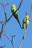 Parrocchetto dal collare