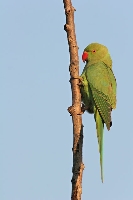 Parrocchetto dal collare
