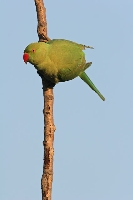 Parrocchetto dal collare