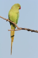 Parrocchetto dal collare