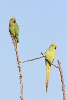 Parrocchetto dal collare