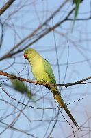 Parrocchetto dal collare