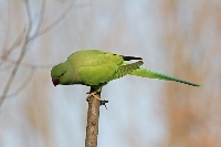 Parrocchetto dal collare