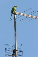 Parrocchetto dal collare