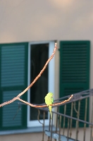 Parrocchetto dal collare