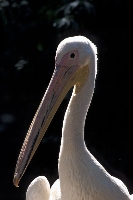 Pellicano bianco