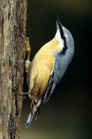 Picchio muratore