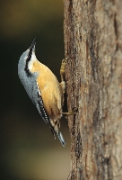 Picchio muratore