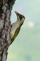 Picchio verde