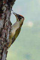 Picchio verde