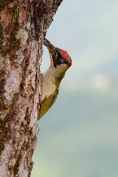Picchio verde