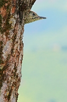 Picchio verde