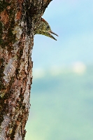 Picchio verde