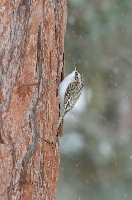 Rampichino alpestre