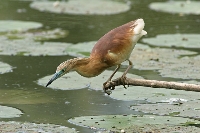 Sgarza ciuffetto