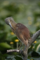 Sgarza ciuffetto