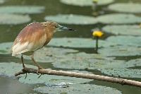 Sgarza ciuffetto