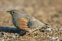 Sordone