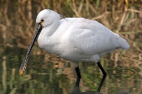 Spatola