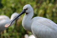 Spatola
