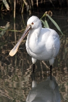 Spatola