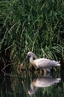Spatola