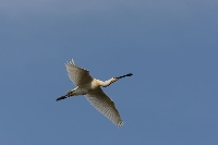 Spatola