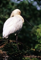 Spatola