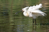 Spatola