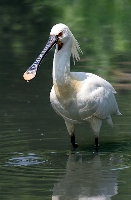 Spatola
