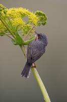 Sterpazzolina