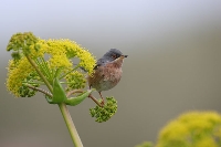 Sterpazzolina