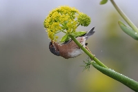Sterpazzolina