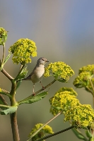 Sterpazzolina