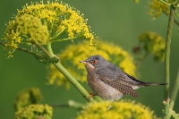 Sterpazzolina