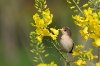 Sterpazzolina