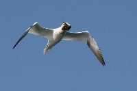 Sula