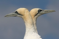 Sula
