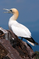 Sula