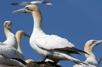 Sula