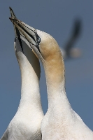 Sula