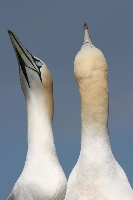 Sula