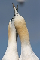Sula