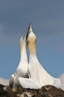 Sula