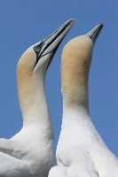 Sula