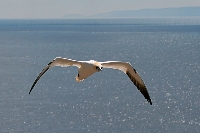 Sula