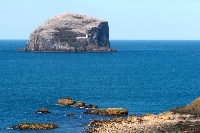 Sula