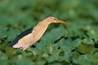 Tarabusino