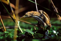 Tarabusino