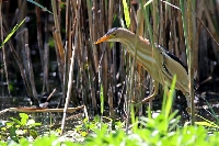 Tarabusino